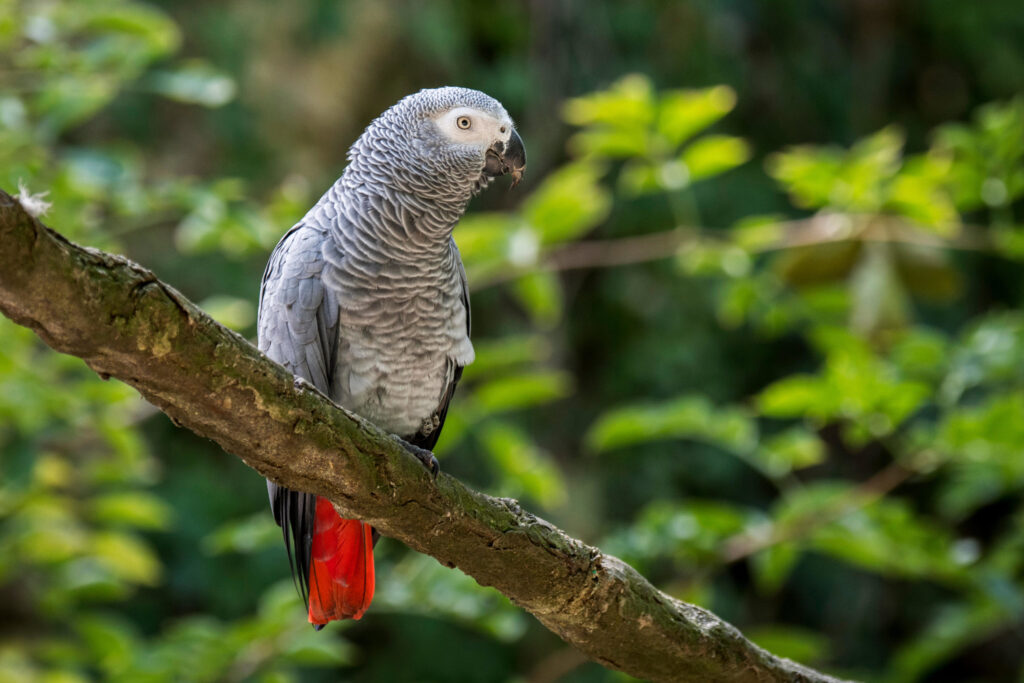  Ghana’s African grey parrot has declined by 99% in just over 20 years due to habitat loss and the wild bird trade (Image: Alamy)