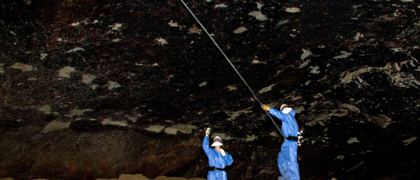 Scientists collect bats in a cave, surveilling for emerging zoonotic diseases. (Image: Alamy)