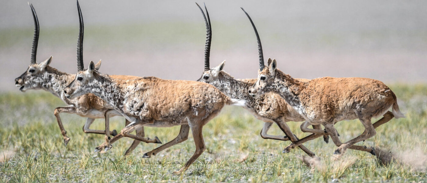 Tibetan antelopes at Changtang National Nature Reserve in the Tibet Autonomous Region (Image: Xinhua / Alamy)